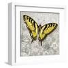 Yellow Butterfly-Alan Hopfensperger-Framed Art Print