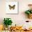 Yellow Butterfly-PhotoINC-Stretched Canvas displayed on a wall