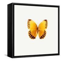 Yellow Butterfly-PhotoINC-Framed Stretched Canvas