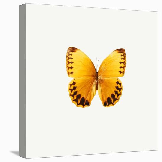 Yellow Butterfly-PhotoINC-Stretched Canvas