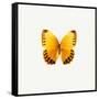 Yellow Butterfly-PhotoINC-Framed Stretched Canvas