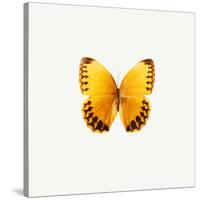 Yellow Butterfly-PhotoINC-Stretched Canvas