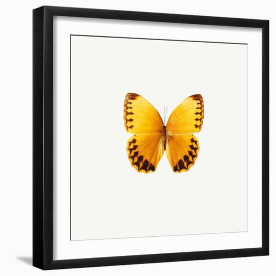 Yellow Butterfly-PhotoINC-Framed Premium Photographic Print