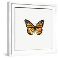 Yellow Butterfly-PhotoINC-Framed Photographic Print