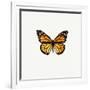 Yellow Butterfly-PhotoINC-Framed Photographic Print