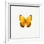 Yellow Butterfly-PhotoINC-Framed Photographic Print