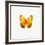 Yellow Butterfly-PhotoINC-Framed Photographic Print