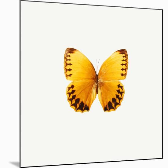Yellow Butterfly-PhotoINC-Mounted Photographic Print