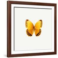 Yellow Butterfly-PhotoINC-Framed Photographic Print