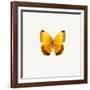 Yellow Butterfly-PhotoINC-Framed Photographic Print