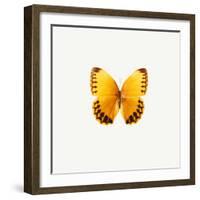 Yellow Butterfly-PhotoINC-Framed Photographic Print