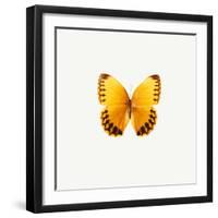 Yellow Butterfly-PhotoINC-Framed Photographic Print