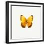 Yellow Butterfly-PhotoINC-Framed Photographic Print