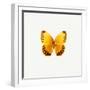 Yellow Butterfly-PhotoINC-Framed Photographic Print