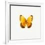 Yellow Butterfly-PhotoINC-Framed Photographic Print