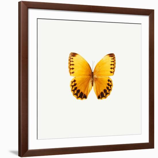 Yellow Butterfly-PhotoINC-Framed Photographic Print