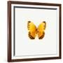 Yellow Butterfly-PhotoINC-Framed Photographic Print