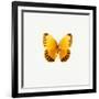 Yellow Butterfly-PhotoINC-Framed Photographic Print