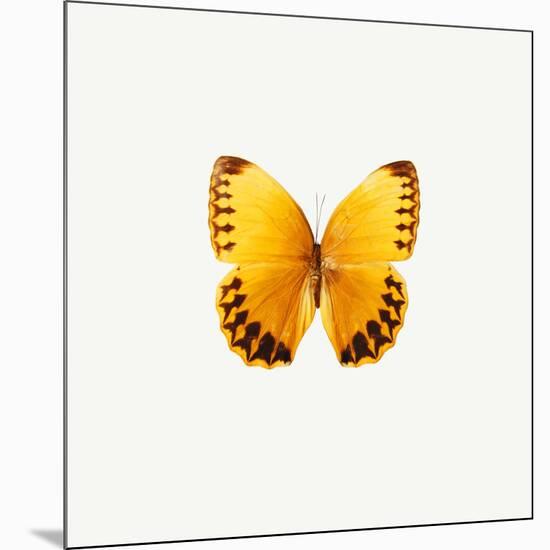 Yellow Butterfly-PhotoINC-Mounted Photographic Print