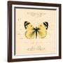 Yellow Butterfly-Artique Studio-Framed Art Print