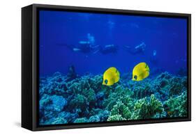 Yellow Butterflyfish with Scuba Divers in Background, Red Sea, Egypt-Ali Kabas-Framed Stretched Canvas