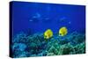 Yellow Butterflyfish with Scuba Divers in Background, Red Sea, Egypt-Ali Kabas-Stretched Canvas