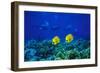 Yellow Butterflyfish with Scuba Divers in Background, Red Sea, Egypt-Ali Kabas-Framed Photographic Print