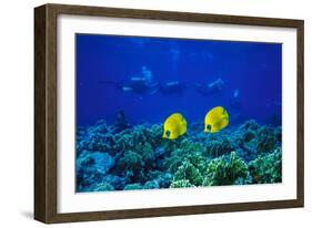 Yellow Butterflyfish with Scuba Divers in Background, Red Sea, Egypt-Ali Kabas-Framed Photographic Print