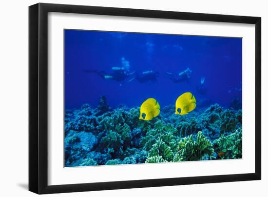 Yellow Butterflyfish with Scuba Divers in Background, Red Sea, Egypt-Ali Kabas-Framed Photographic Print