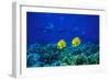 Yellow Butterflyfish with Scuba Divers in Background, Red Sea, Egypt-Ali Kabas-Framed Photographic Print