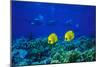 Yellow Butterflyfish with Scuba Divers in Background, Red Sea, Egypt-Ali Kabas-Mounted Photographic Print