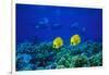 Yellow Butterflyfish with Scuba Divers in Background, Red Sea, Egypt-Ali Kabas-Framed Photographic Print