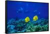 Yellow Butterflyfish with Scuba Divers in Background, Red Sea, Egypt-Ali Kabas-Framed Stretched Canvas