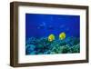 Yellow Butterflyfish with Scuba Divers in Background, Red Sea, Egypt-Ali Kabas-Framed Photographic Print