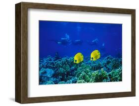 Yellow Butterflyfish with Scuba Divers in Background, Red Sea, Egypt-Ali Kabas-Framed Photographic Print