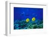 Yellow Butterflyfish with Scuba Divers in Background, Red Sea, Egypt-Ali Kabas-Framed Photographic Print