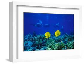 Yellow Butterflyfish with Scuba Divers in Background, Red Sea, Egypt-Ali Kabas-Framed Photographic Print