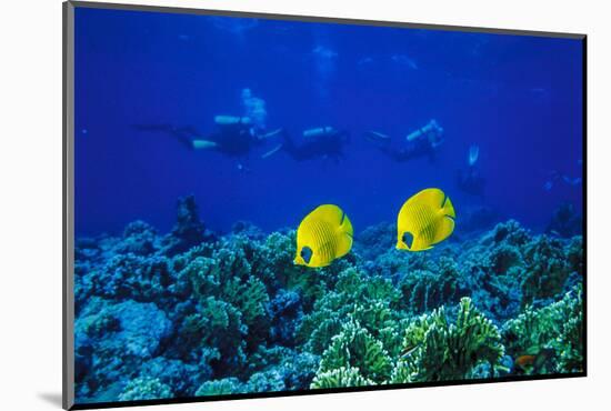 Yellow Butterflyfish with Scuba Divers in Background, Red Sea, Egypt-Ali Kabas-Mounted Photographic Print