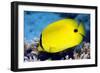 Yellow Butterflyfish-Georgette Douwma-Framed Photographic Print