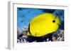 Yellow Butterflyfish-Georgette Douwma-Framed Photographic Print