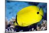 Yellow Butterflyfish-Georgette Douwma-Mounted Photographic Print