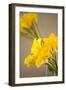 Yellow Calla Lilies-Karyn Millet-Framed Photographic Print