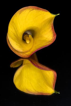https://imgc.allpostersimages.com/img/posters/yellow-calla-lily-flower-reflected-on-black-mirrored-surface_u-L-Q1IKH9J0.jpg?artPerspective=n