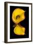 Yellow Calla lily flower reflected on black mirrored surface-Adam Jones-Framed Photographic Print