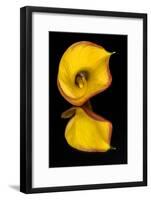 Yellow Calla lily flower reflected on black mirrored surface-Adam Jones-Framed Photographic Print