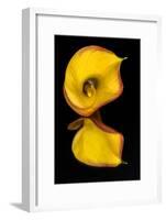 Yellow Calla lily flower reflected on black mirrored surface-Adam Jones-Framed Photographic Print