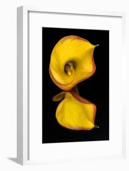 Yellow Calla lily flower reflected on black mirrored surface-Adam Jones-Framed Photographic Print