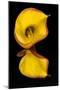 Yellow Calla lily flower reflected on black mirrored surface-Adam Jones-Mounted Photographic Print