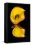 Yellow Calla lily flower reflected on black mirrored surface-Adam Jones-Framed Stretched Canvas