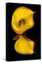 Yellow Calla lily flower reflected on black mirrored surface-Adam Jones-Stretched Canvas